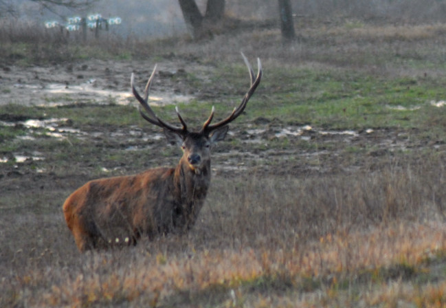 PASSIONE PER IL CERVO